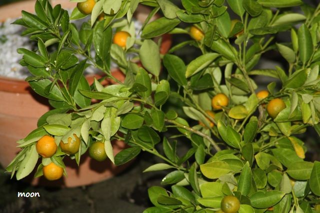 calamondin